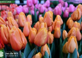 Tulipa Salmon Lalibela ® (2)